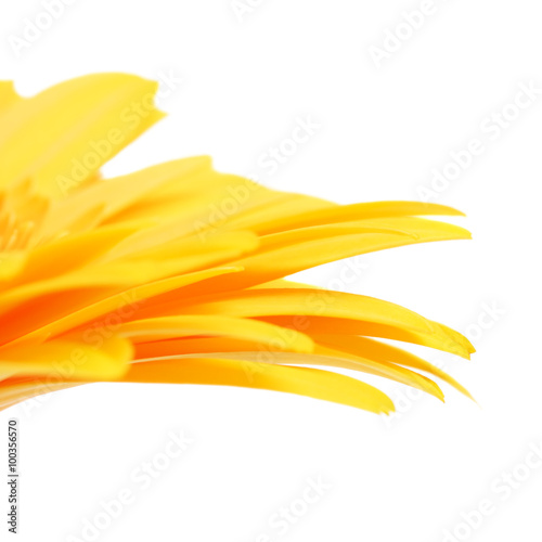 Yellow Gerbera Flower Petals