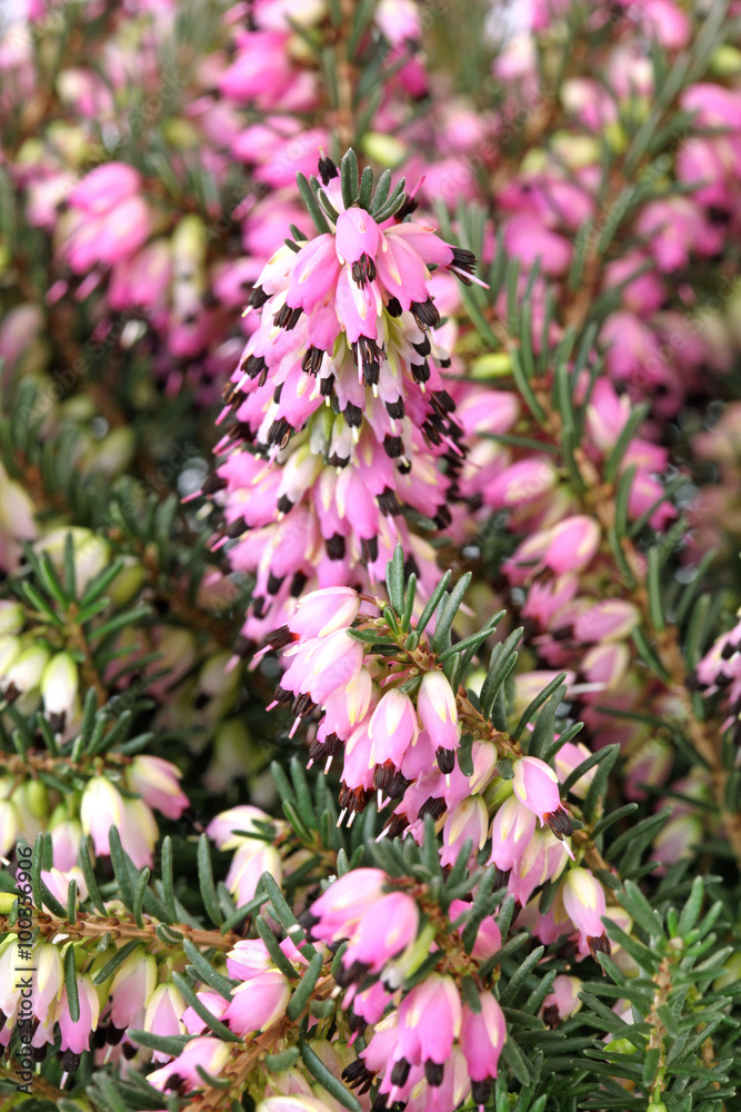 Fototapeta premium Bruyère Erica darleyensis