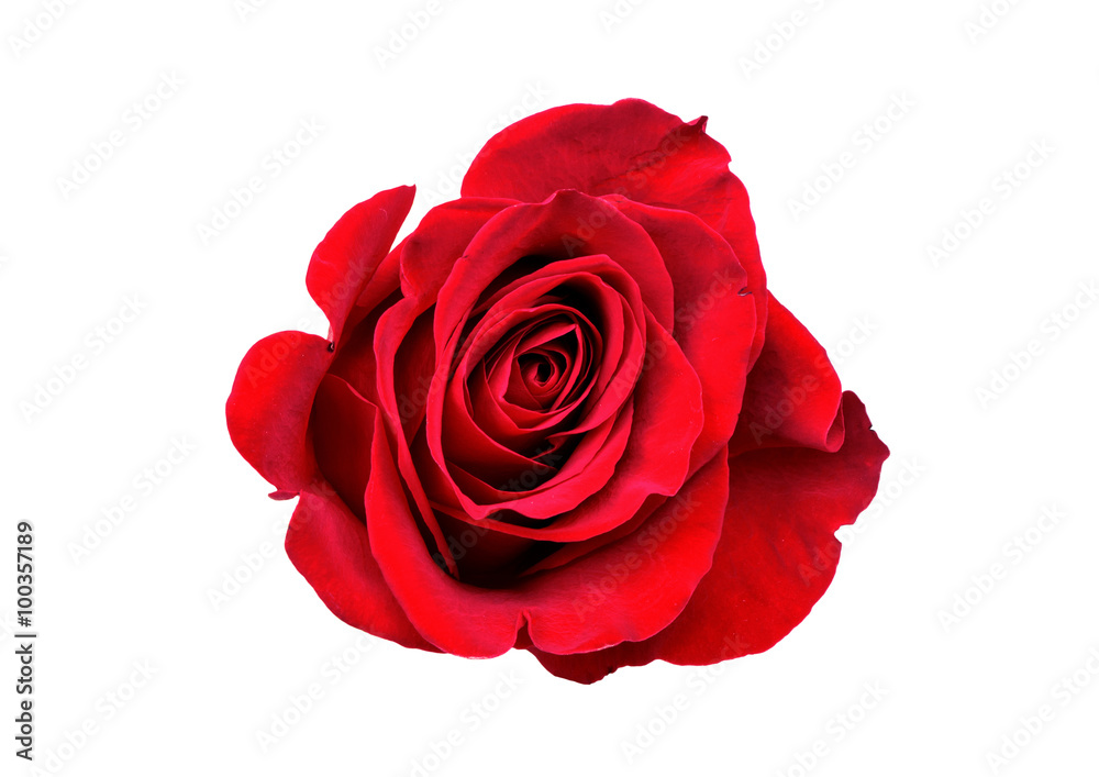 Red Rose Red Rose