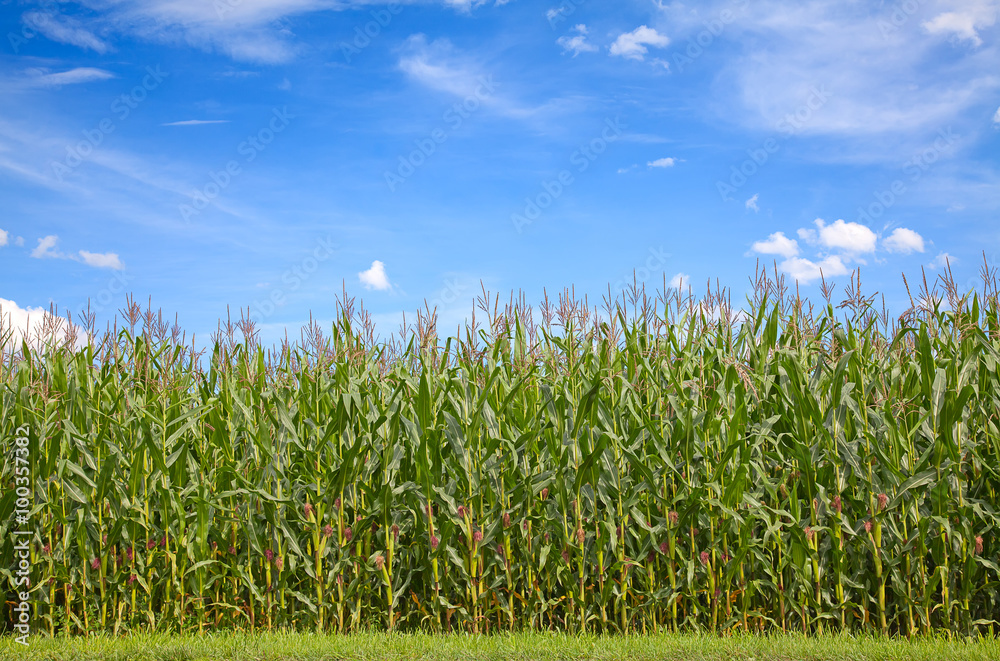 Obraz premium Corn field