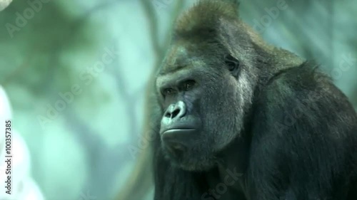 Gorilla male, severe silverback, chief of monkey family, is lying and calm observing his domain. Great ape, most dangerous and biggest monkey of world. Amazing beauty of wildlife in full HD footage.
