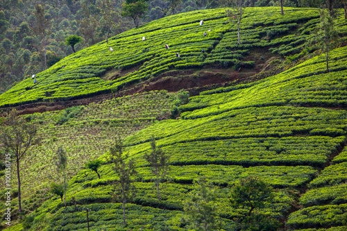 Tea plantation at Sri Lanka photo