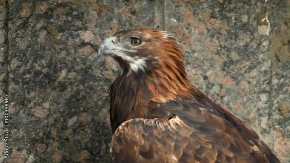 A golden eagle, Aquila chrysaetos, close up on rocky background. Erne or war eagle, the biggest eagle of the world and very beautiful bird. Amazing animal in the full HD footage.
A golden eagle, Aquila chrysaetos, close up on rocky background. Erne or war eagle, the biggest eagle of the world and very beautiful bird. Amazing animal in the full HD footage.