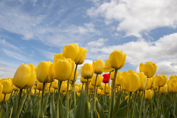 Wandcirkels Tulp Gele tulpen met opvallende rode tulp  © TOF