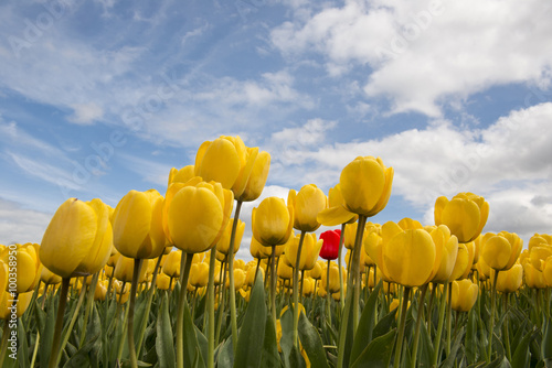 Fototapeta Naklejka Na Ścianę i Meble -  Yellow tulips and one red tulip