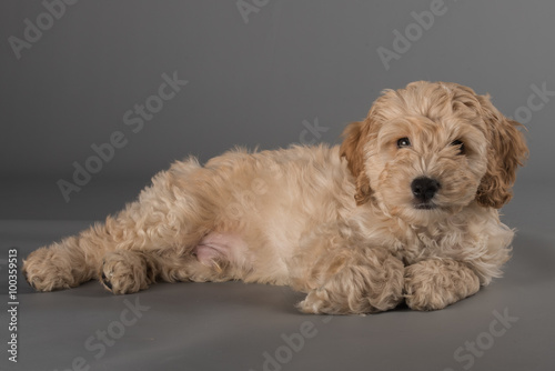 cockapoo  photo