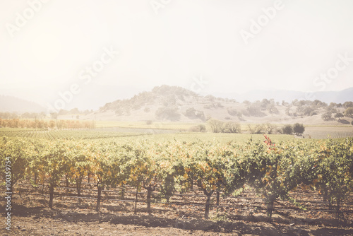 Vineyard in the Fall with vintage instagram style filter