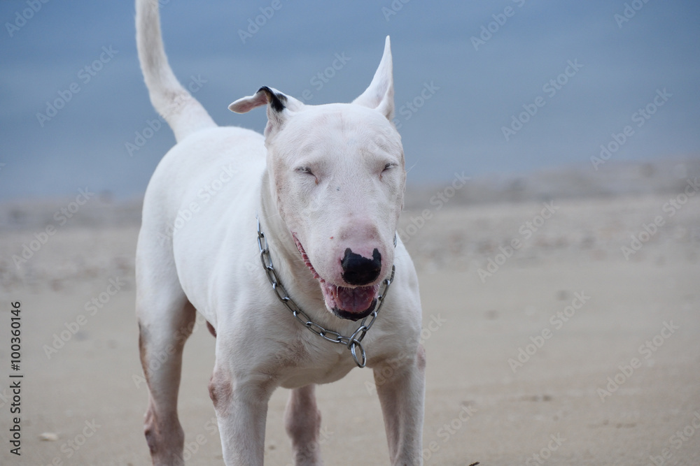 White English Bull Terrier Dog playing on the beach
