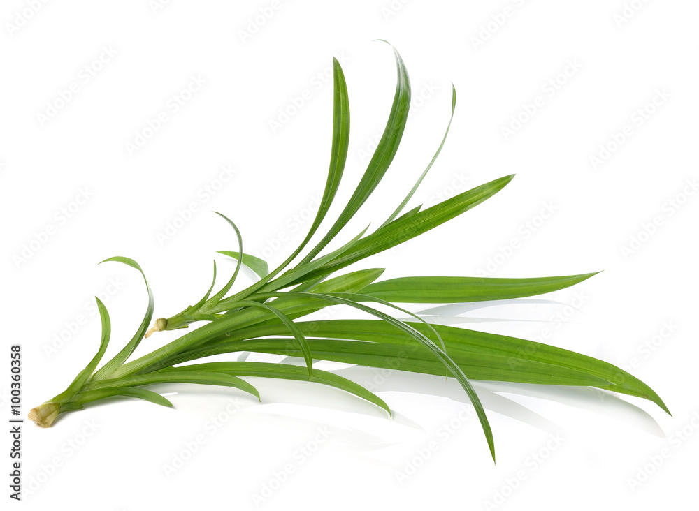 Fototapeta premium pandan isolated on white background.