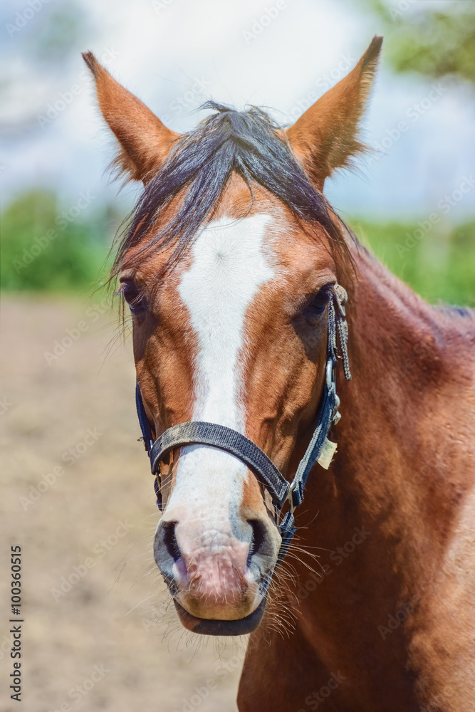 Portrait of a Horse