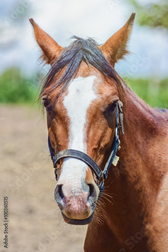 Portrait of a Horse © Sergej Razvodovskij