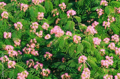 Obraz na plátně Blooming Acacia