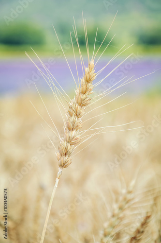 Spikelet of Rye