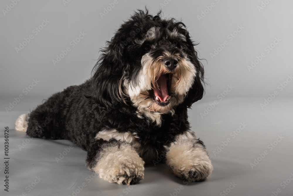 Bichon frise cheap havanese