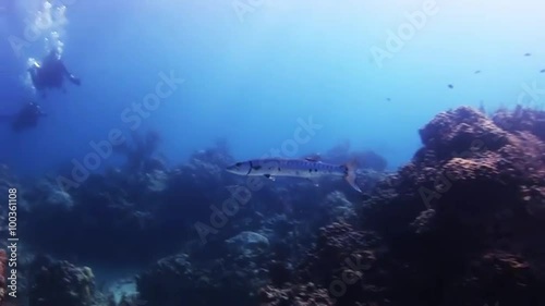 Wallpaper Mural Barracuda swim among the coral and divers in Bahamas. Amazing, beautiful underwater world Bahamas and the life of its inhabitants, creatures and diving, travels with them.  Torontodigital.ca