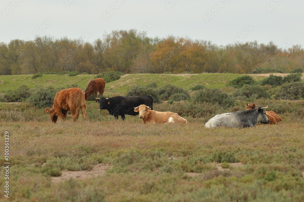 Vacas