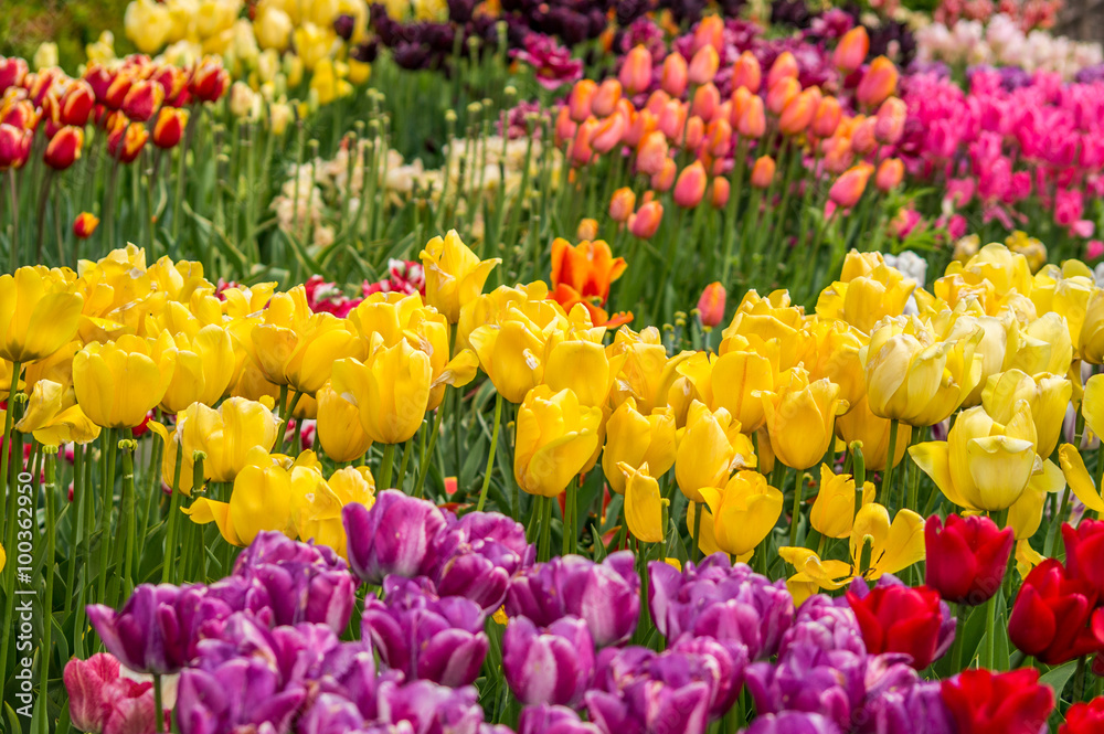 Different tulips in a flowerbed Different tulips in a flowerbed