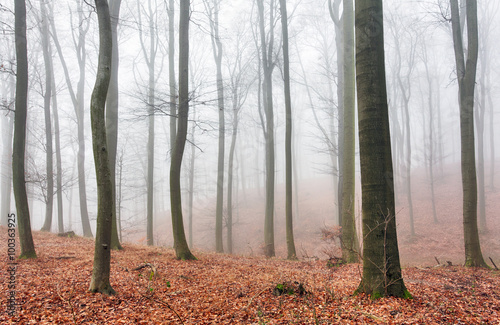Autumn forest with trees at mist