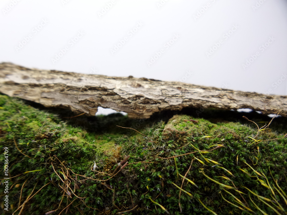 Isolated Green moss macro background