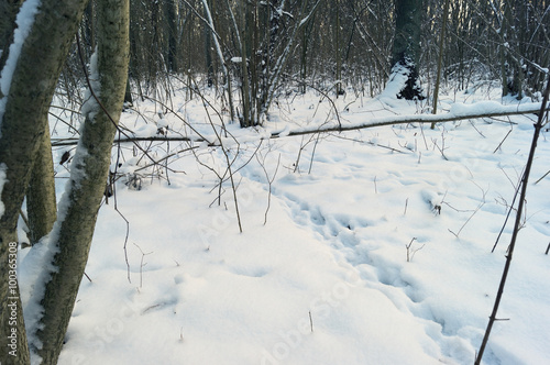 snow in the woods and forest animal footprints in the snow