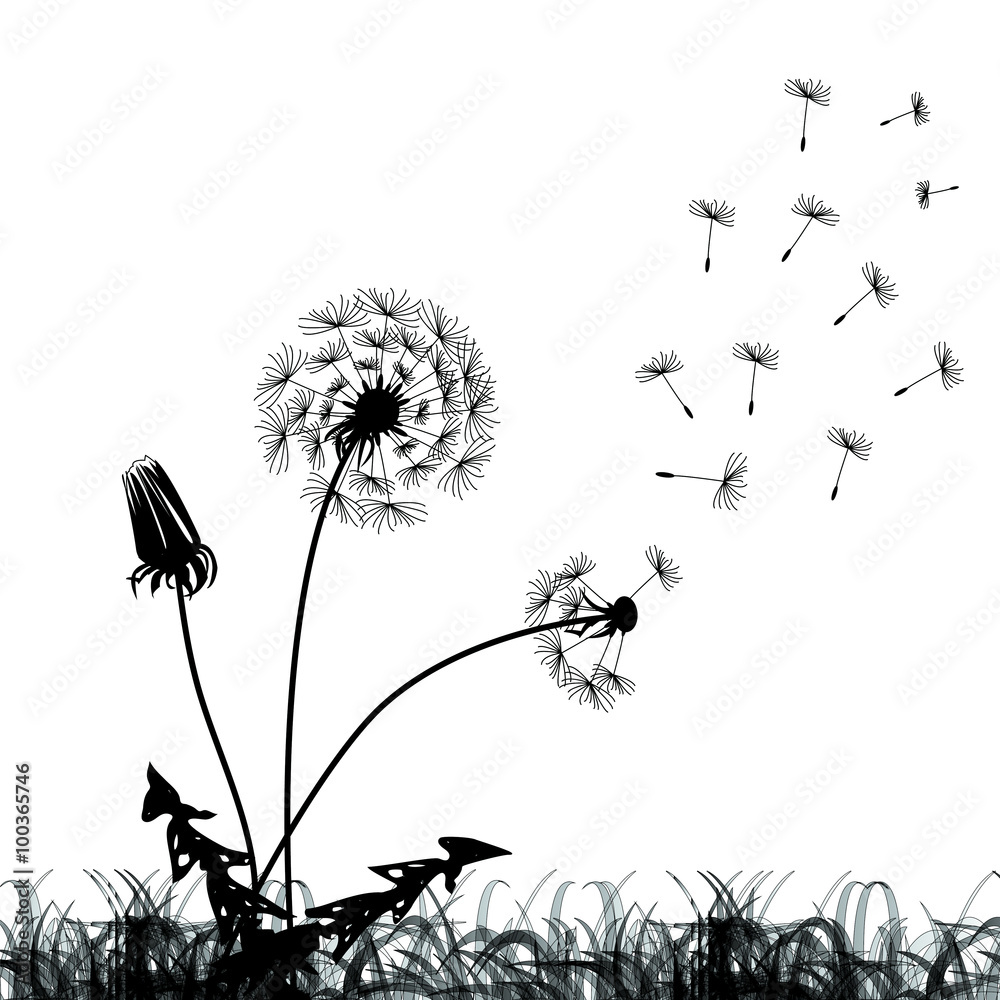Fototapeta premium Three black dandelions at white background 