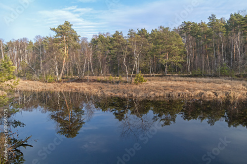 Reflection of trees in the water of a small wetland forest lake.