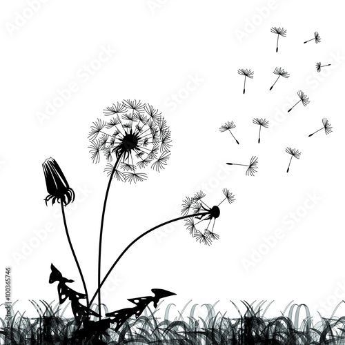 Three black dandelions at white background 