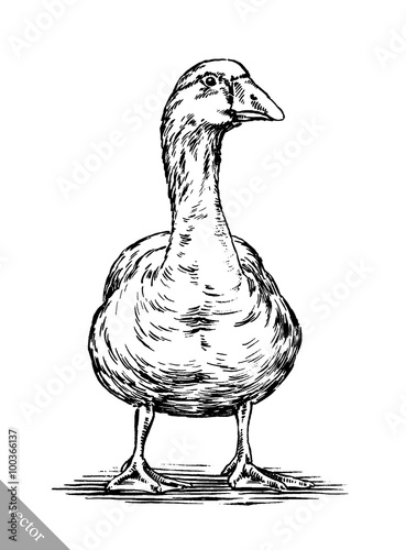 engrave ink draw isolated duck illustration
