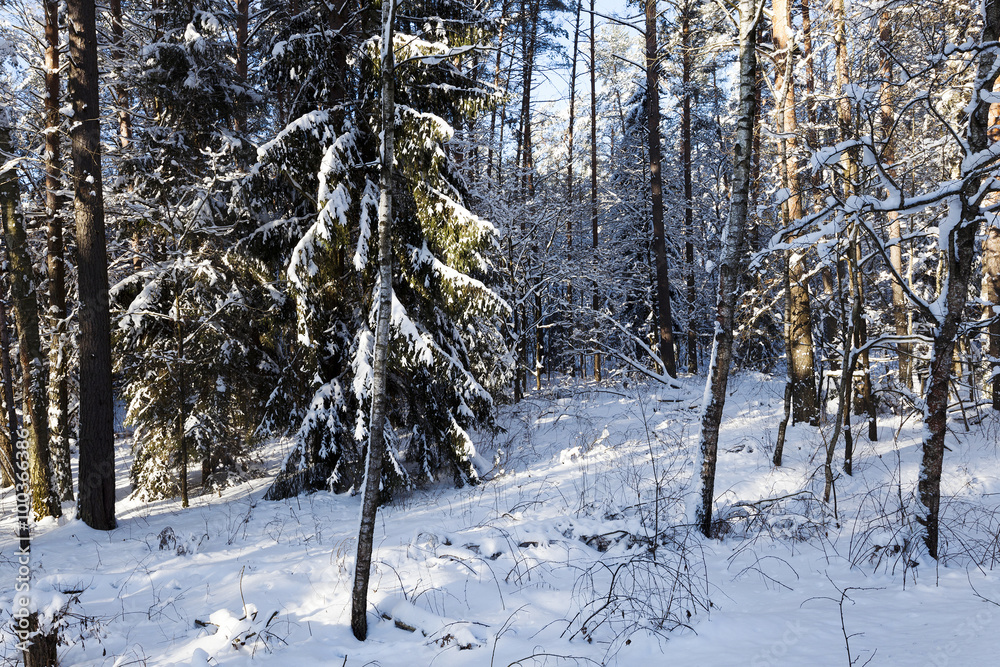 Fototapeta premium pine trees covered with snow 