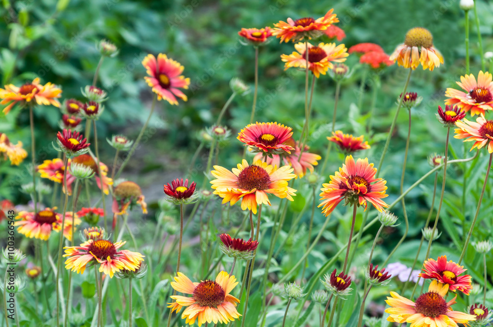 Beautiful bright flowers of Echinacea