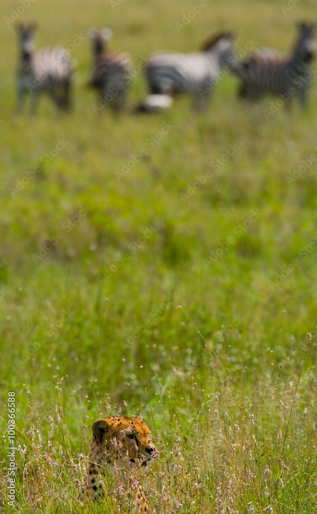 Cheetah sitting in the savanna. Close-up. Kenya. Tanzania. Africa. National Park. Serengeti. Maasai Mara. An excellent illustration.