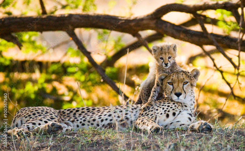 Mother cheetah and her cub in the savannah. Kenya. Tanzania. Africa. National Park. Serengeti. Maasai Mara. An excellent illustration. - obrazy, fototapety, plakaty 