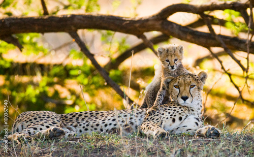 Fotografia Mother cheetah and her cub in the savannah
