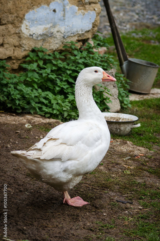 Domestic Goose on a yard Domestic Goose on a yard