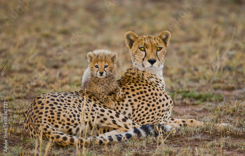 Mother cheetah and her cub in the savannah. Kenya. Tanzania. Africa. National Park. Serengeti. Maasai Mara. An excellent illustration.