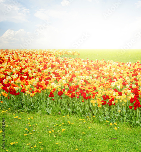 Fototapeta Naklejka Na Ścianę i Meble -  green lawn with tulips