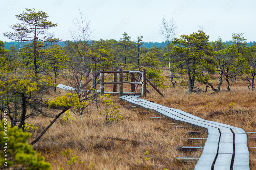 Kemeri swamp landscape