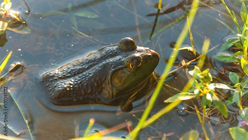 Common North American Bullfrog in a marsh sunning himself - partially immersed in warm shoreline water. North American bullfrog in marshy wetlands