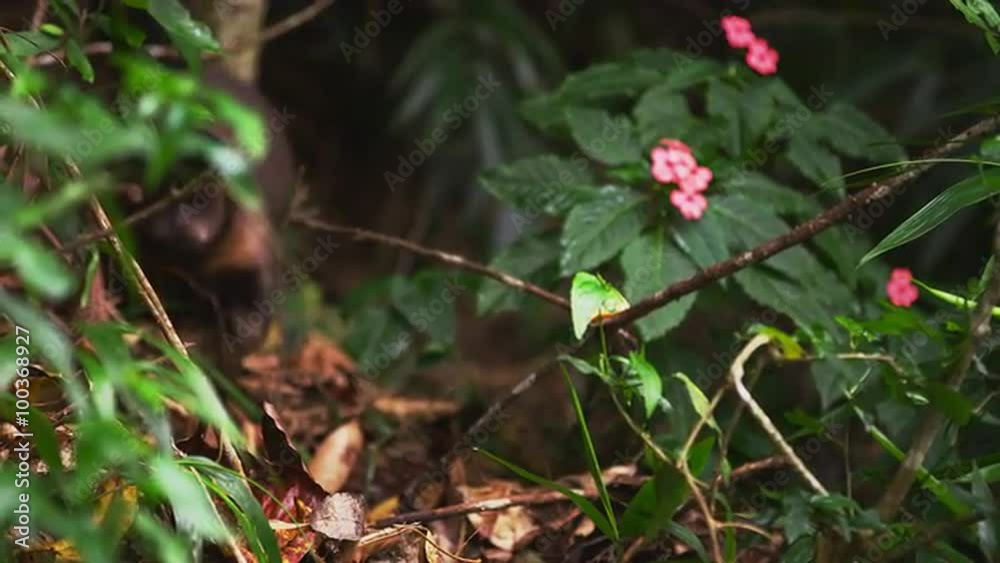 Zoom in rack focus slow motion dense jungle floor with a Capuchin monkey, Zoom in rack focus slow motion dense jungle floor with a Capuchin monkey,