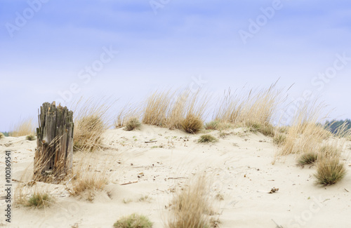 Desert Błędowska in Poland