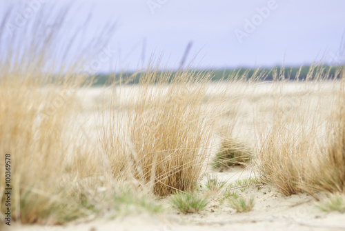 Grass on the desert Błędowska in Poland