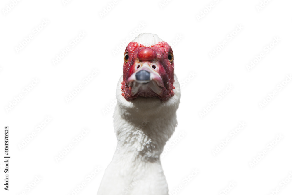 Fototapeta premium Muscovy duck - [Cairina moschata] isolated on the white backgrou