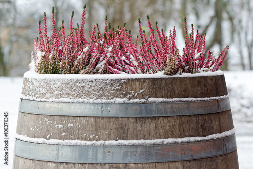Pink heather in a wooden ba...