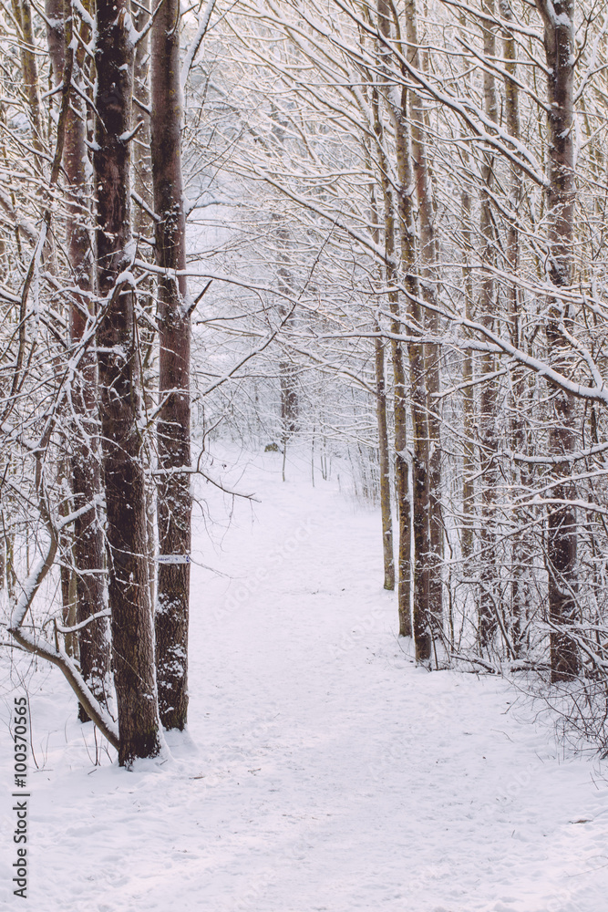 Fototapeta premium rosty winter landscape in snowy forest
