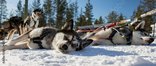 Canvas Print Husky Dogs