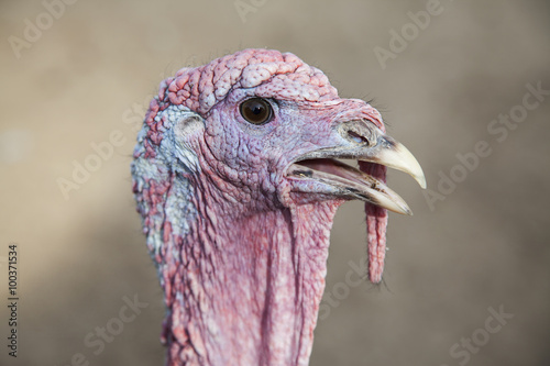The portrait of turkey on the farm