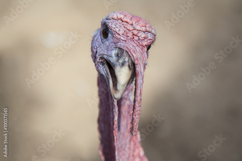 The portrait of turkey on the farm