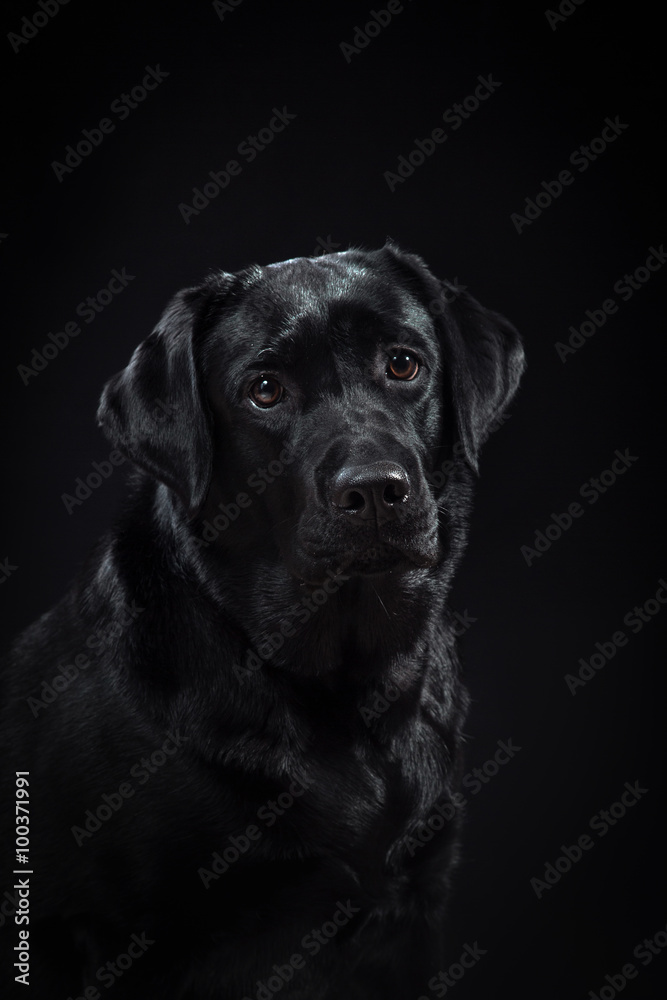 portrait dog breed black labrador on a studio portrait dog breed black labrador on a studio
