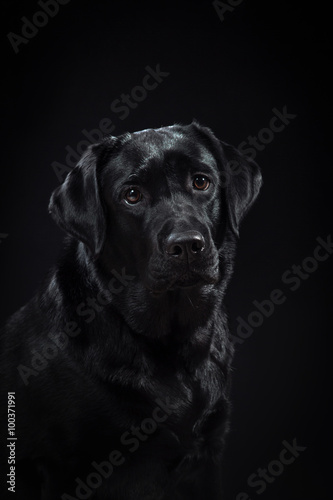  portrait dog breed black labrador on a studio © annaav