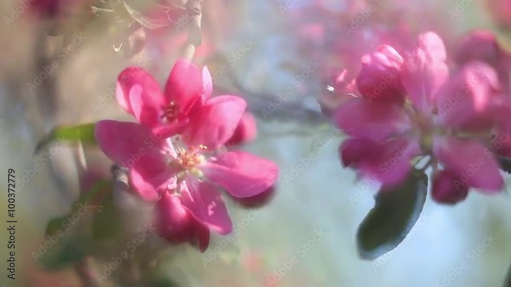 Pan of fantasy sunlit apple twigs with fragrant red blossom, waving in the wind on garden background. Adorable observe of lyric nature in amazing HD clip. Wonderful footage for excellent design. Pan of fantasy sunlit apple twigs with fragrant red blossom, waving in the wind on garden background. Adorable observe of lyric nature in amazing HD clip. Wonderful footage for excellent design.